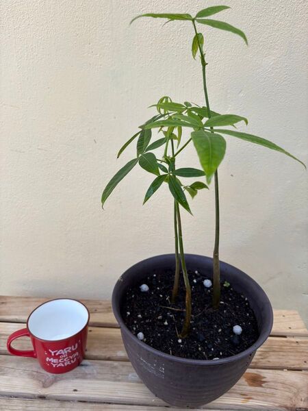 パキラ鉢植え 実生株 3株