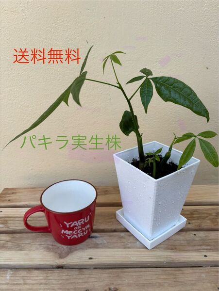 パキラ実生株 3株 送料無料