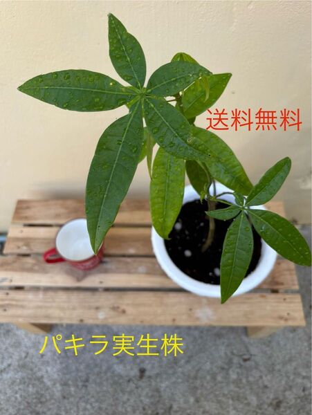 パキラ実生株 3株