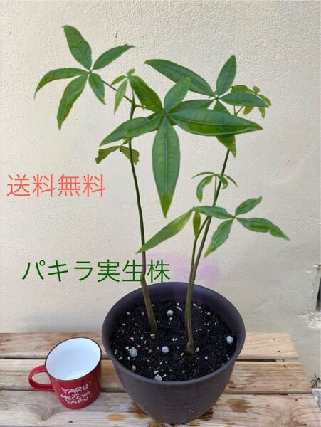 パキラ実生株 3株 実生