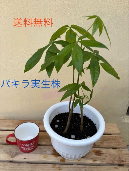 パキラ実生株 3株 実生株