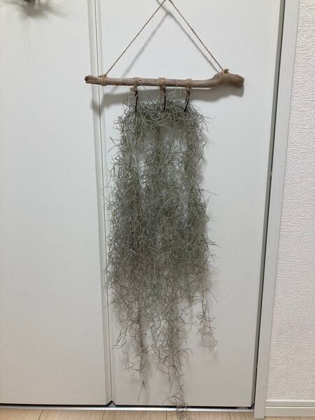 ③ 流木 エアプランツ スパニッシュモス ウスネオイデス 壁掛け インテリア ハンドメイド ハンギング
