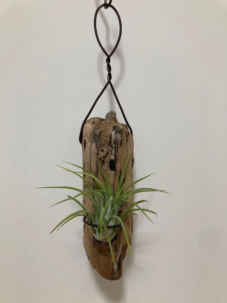 ③ エアプランツ 流木 壁掛け インテリア ハンギング ハンドメイド