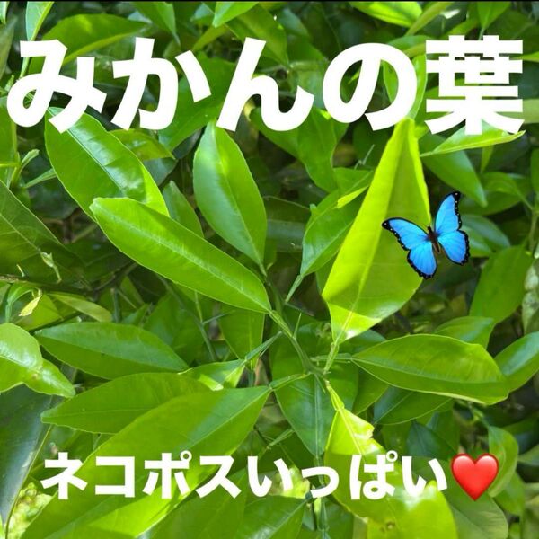 静岡県産 みかんの葉 アゲハ蝶餌 幼虫飼育