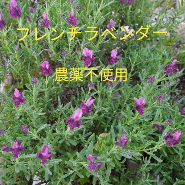 フレンチラベンダー 4苗 農薬不使用