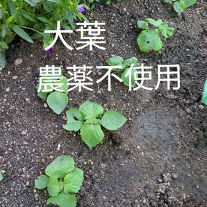 大葉苗 農薬不使用 5苗