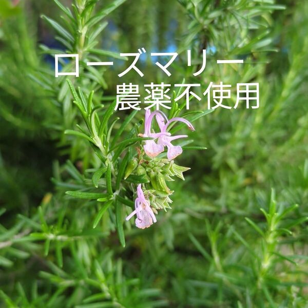 ローズマリー 新芽カット枝 50本 農薬不使用