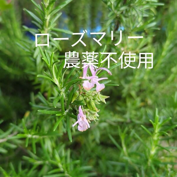 ローズマリー 新芽カット枝 30本 農薬不使用