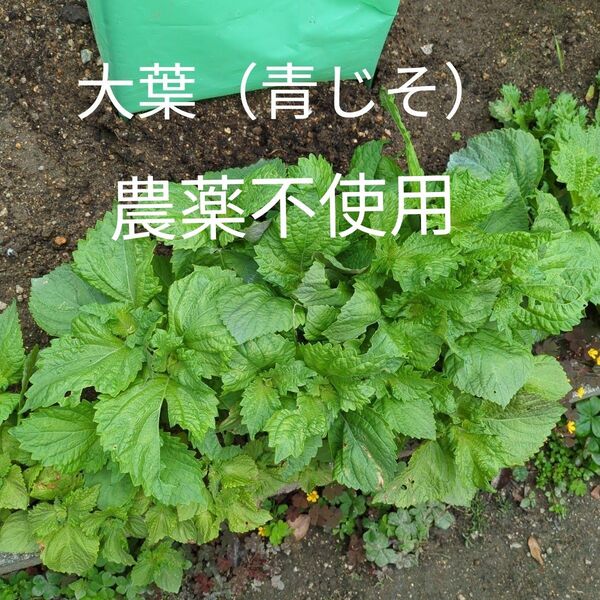 大葉(青じそ) 15苗 農薬不使用