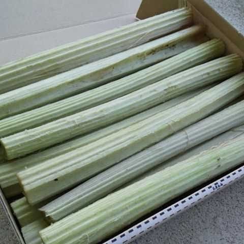 信州産 山菜 天然ふき