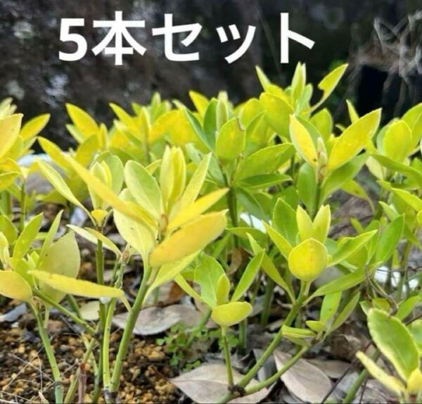 黄金マサキ 苗 5本セット 黄金まさき