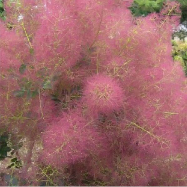スモークツリー 花材 素材 ハンドメイド リース