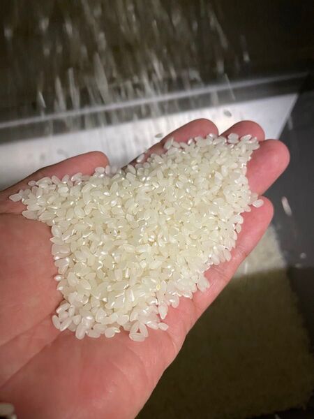 令和6年産ミルキークイーン 1キロ 精米