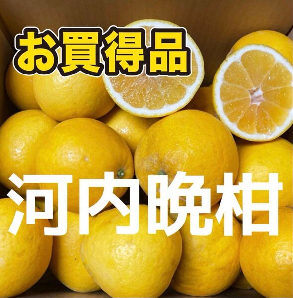 愛媛県産 河内晩柑 8キロ家庭用 旬の柑橘