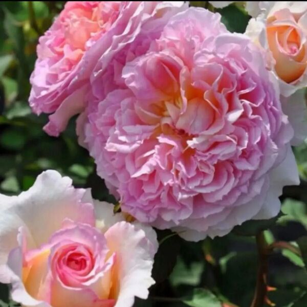 大人気の四季咲き薔薇 強香 タイプ0 挿木苗 薔薇苗