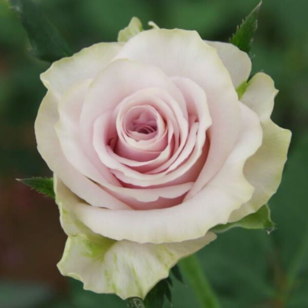 【大苗】美しい切花品種 入手困難 四季咲き 薔薇苗 挿木苗