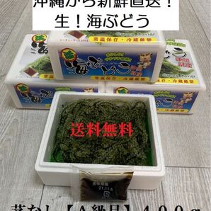 茎なしA級品 生!海ぶどう400g(シークヮーサー果汁入りタレ付き)生産者から新鮮直送でお届けします!小分けが便利で人気です!