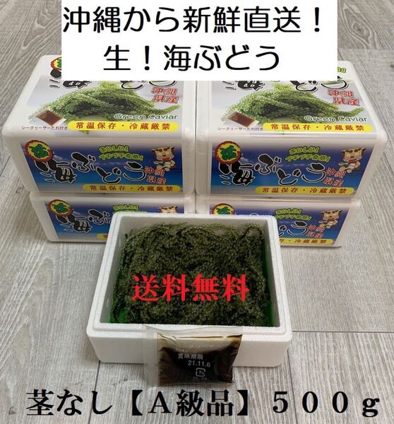 茎なしA級品 生!海ぶどう500g (シークヮーサー果汁入りタレ付き)小分けしてるのでシェアするのに便利です!