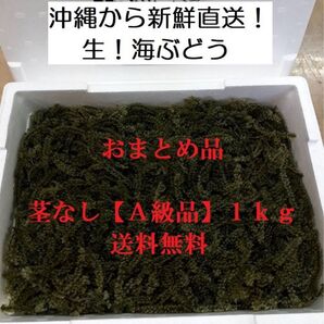茎なしA級品 生!海ぶどう1kg(シークヮーサー果汁入りタレ付)新鮮直送の海ぶどうをおまとめしたお買い得商品です!