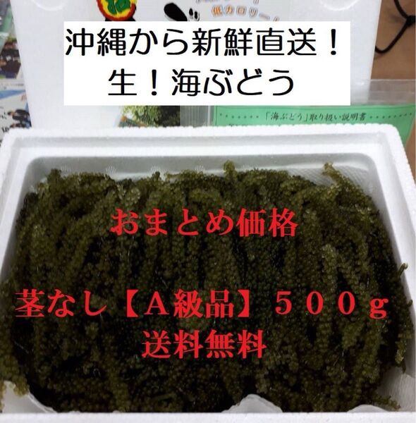 茎なしA級品 生!海ぶどう500g(シークヮーサー果汁入りタレ付き)沖縄の生産者から新鮮直送!おまとめしたお買得商品です!