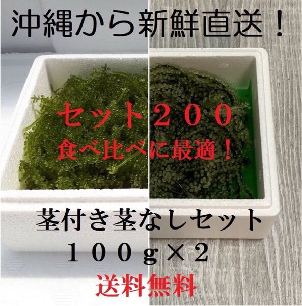 茎付き100gと茎なし100g 生!海ぶどう200gセット!お試しで食べ比べできます!