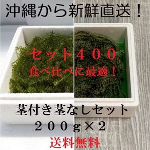 茎付き200gと茎なし200g 生!海ぶどう400gセット!たっぷり食べ比べできます!
