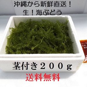 茎付き 生!海ぶどう200g(シークヮーサー果汁入りタレ付き)生産者から新鮮直送!夫婦やカップル、お友達と!お試しにも最適です!