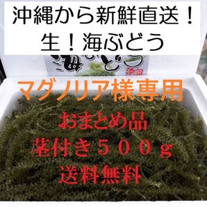 ※マグノリア様専用ページ 茎付き 生!海ぶどう500g(シークヮーサー果汁入りタレ付き)おすすめNo.1!生産者から新鮮直送!