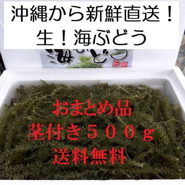 茎付き 生!海ぶどう500g(シークヮーサー果汁入りタレ付き)おすすめNo.1!沖縄の生産者から新鮮直送!おまとめしたお買得商品!