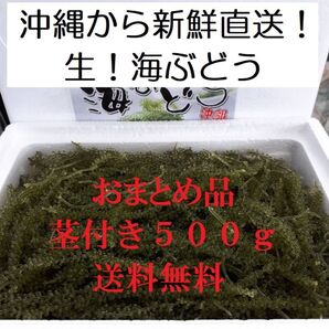 茎付き 生!海ぶどう500g(シークヮーサー果汁入りタレ付き)おすすめNo.1!沖縄の生産者から新鮮直送!おまとめしたお買得商品!