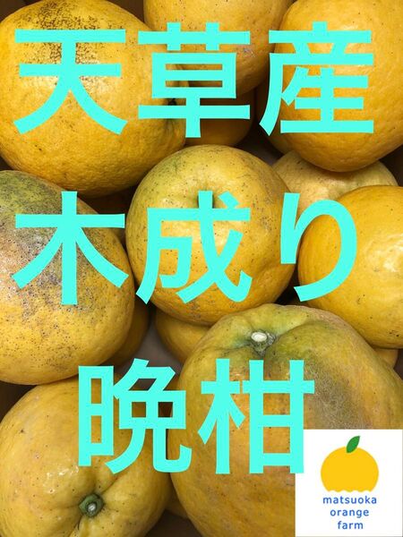 天草産ばんかん 家庭用 箱込10kg