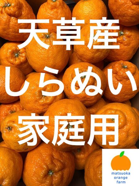 天草産しらぬい 家庭用 箱込10kg