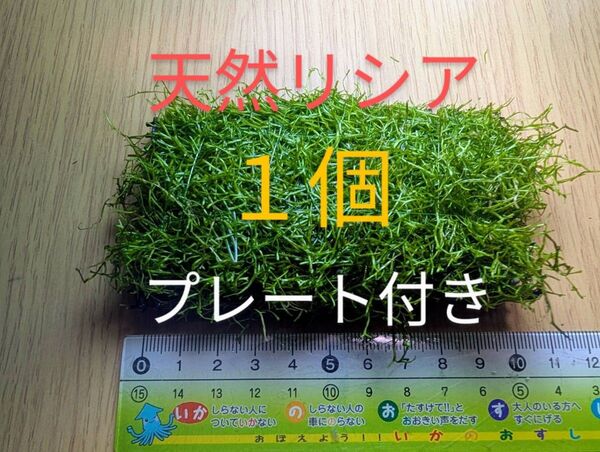 (水草)巻きたて リシアプレート(水中葉)(無農薬)(1個)