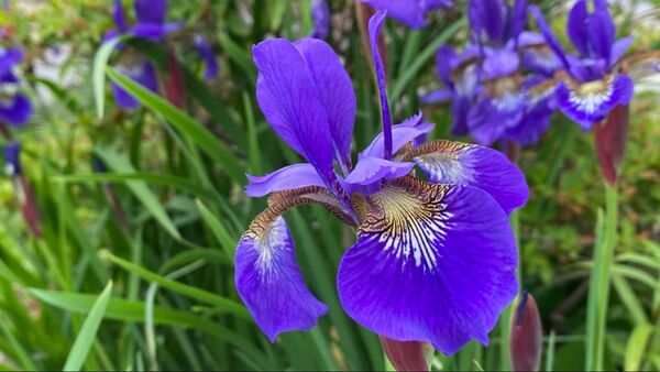 【約10芽】アヤメ 紫花 素掘り・抜き苗 4〜7号鉢サイズMIX【宿根草・山野草】
