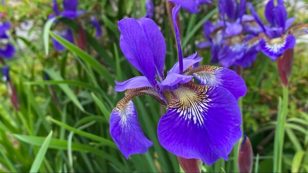 【約10芽】アヤメ 紫花 素掘り・抜き苗 4〜7号鉢サイズMIX【宿根草・山野草】