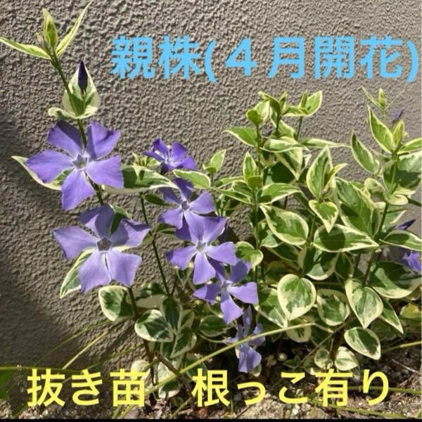 庭植え ツル性 ツルニチニチソウ 抜き苗 5本程度