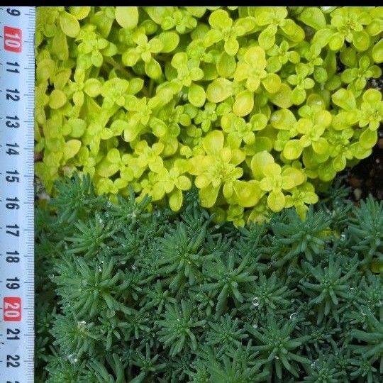 多肉植物 2種 黄金丸葉万年草&斑入りパリダム