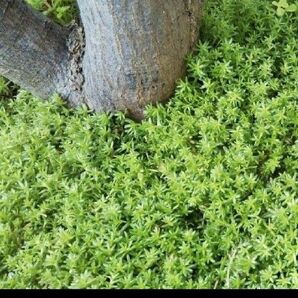多肉植物 森村万年草 たくさん