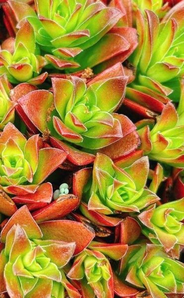 多肉植物 火祭り 2頭〜 抜き苗