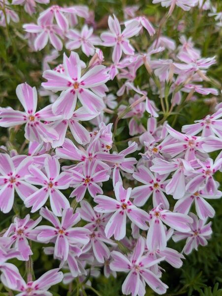 芝桜 ざっくりな抜き苗 白ピンク花