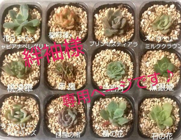 ミックスベリア 12品種小苗セット 発芽済み おらいさん苗 おてがる便発送