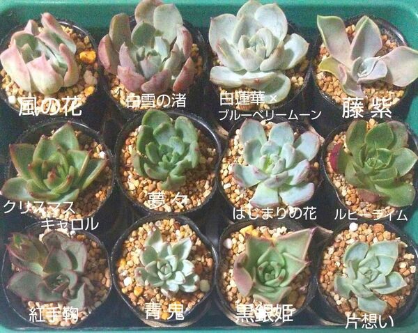 ミックスベリア 12品種カット苗セット おらいさん苗 おてがる便発送