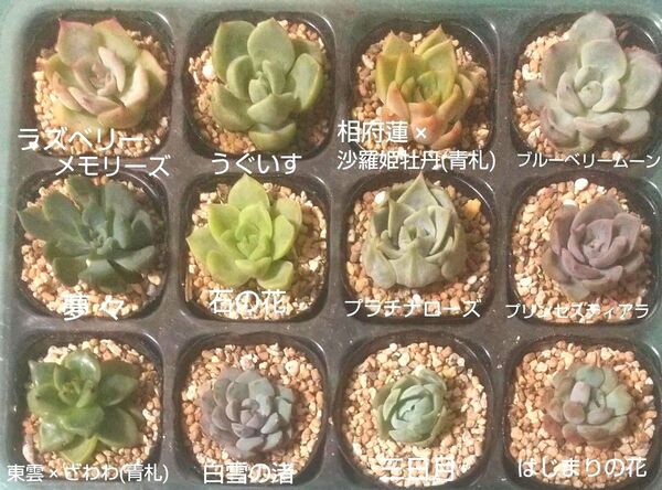 ミックスベリア 12品種小苗セット 発根済み おらいさん苗 おてがる便発送