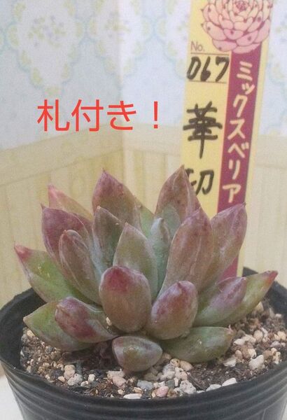 ミックスベリア *華切子* 札付き 6cmポリポット おらいさん苗 おてがる便発送