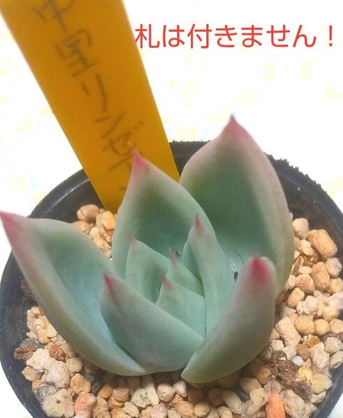 中里リンゼアナ実生 カット苗 *札無し*美苗 多肉植物 おてがる便発送