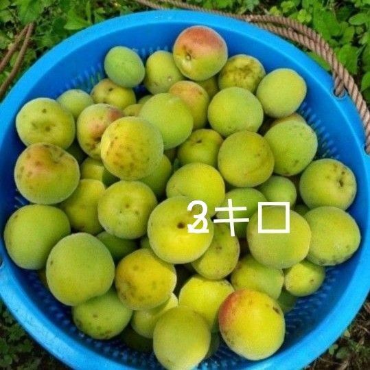 3キロ 徳島神山産 青梅 南高梅