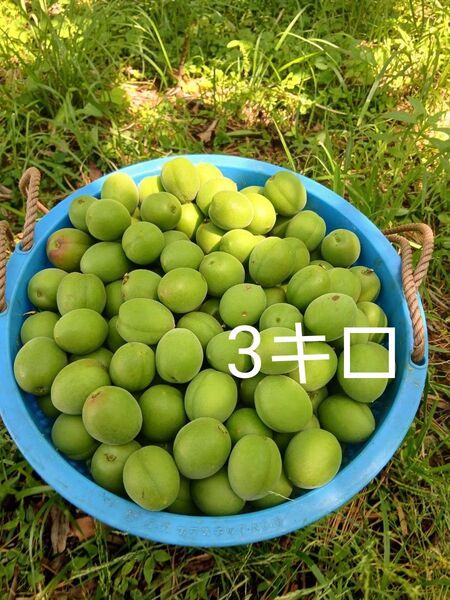3キロ 徳島神山産 青梅 無農薬 南高梅