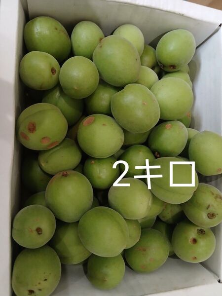 訳あり 2キロ 徳島神山産 青梅 キズ有り 無農薬 無選別 南高梅