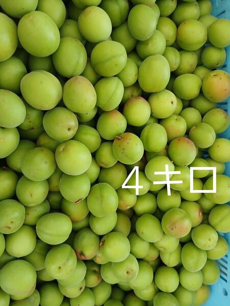 4キロ 徳島神山産 青梅 南高梅鶯宿梅 無農薬