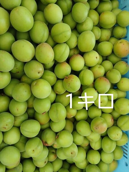1キロ 徳島神山産 青梅 無農薬 産地直送 南高梅